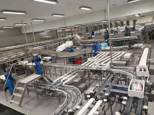 72小时上桌 大数据如何重塑挪威三文鱼新鲜之旅